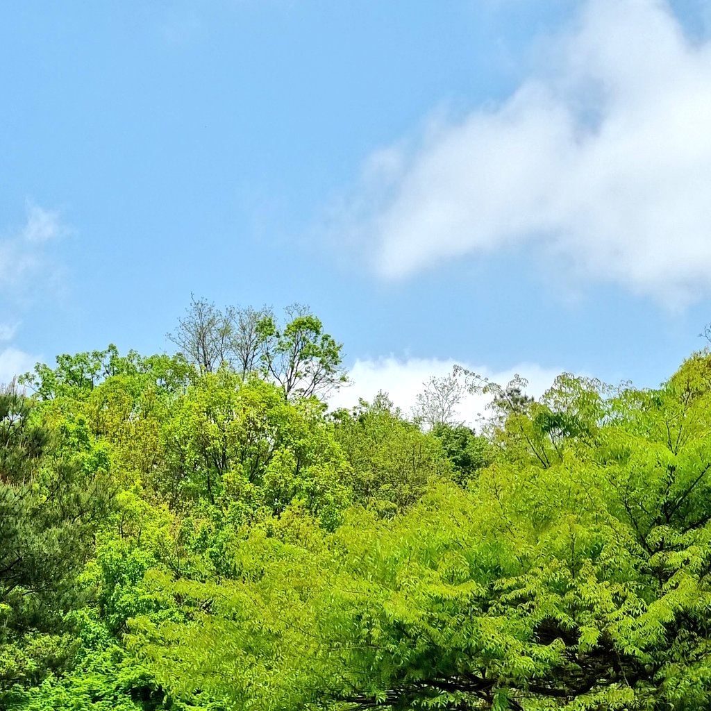 인생은 멀리서 보면 희극 가까이서 보면 비극이라구, 자세히 들여다 보면 제각각의 삶이 그리 녹록지 만은 않겠지만...
그래두 힘내서 또 하루 살아 봅시당
이제 겨우 초록의 계절이 왔으니까 꼭 봐야할 것이 아직은 너무 많잖아여
