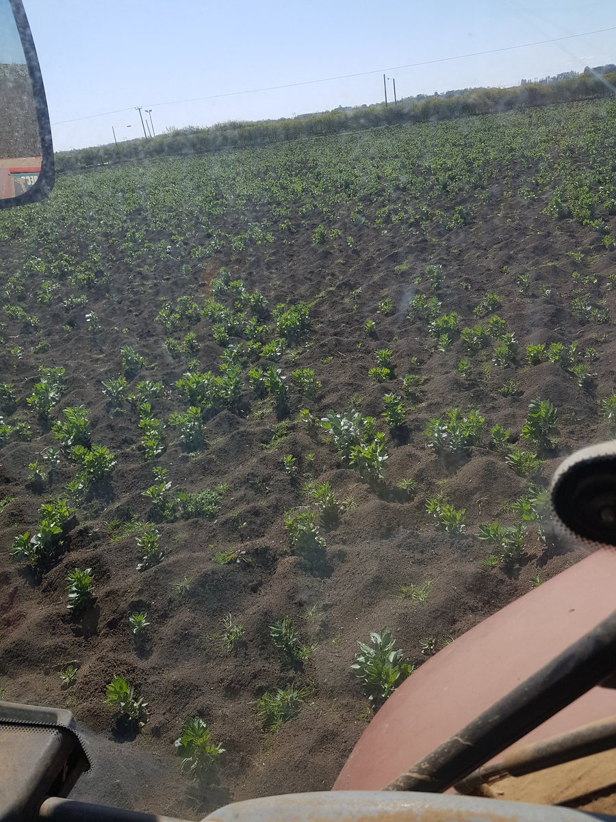 Hawcroft Lleyn tweet media