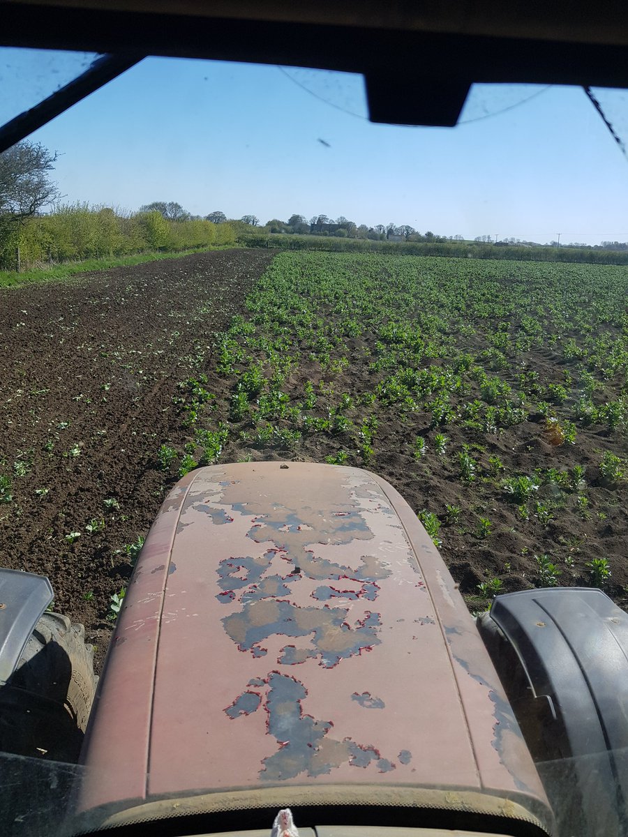 Beans and oats is so last year... so barley through bean cover crop(what eluded the harvester...)