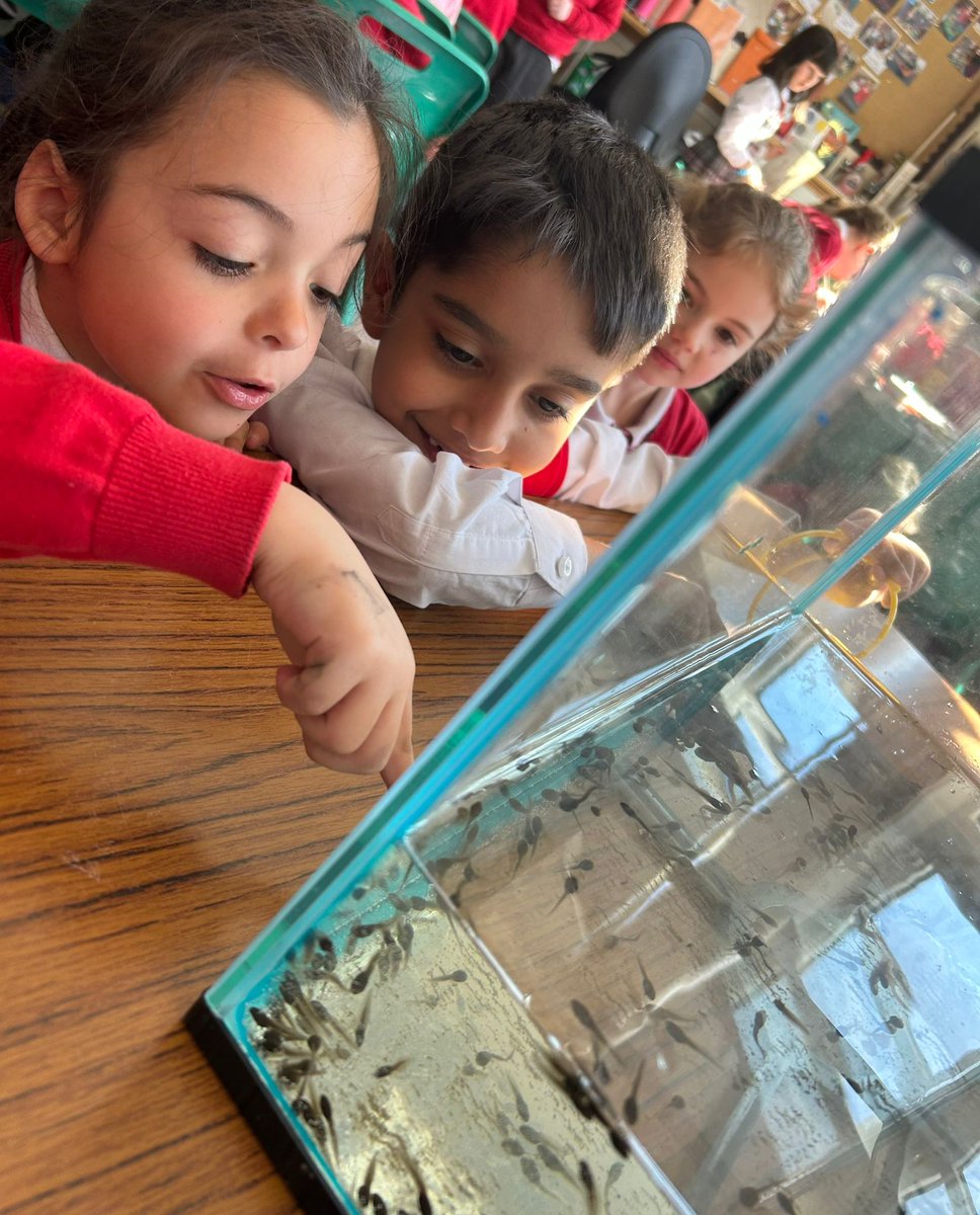 Carolside_PS's tweet image. P2a were excited to welcome some new friends to class today. They prepared the tank for the tadpoles and are learning how to look after them to help them grow. 🐸 #CPSSTEM
