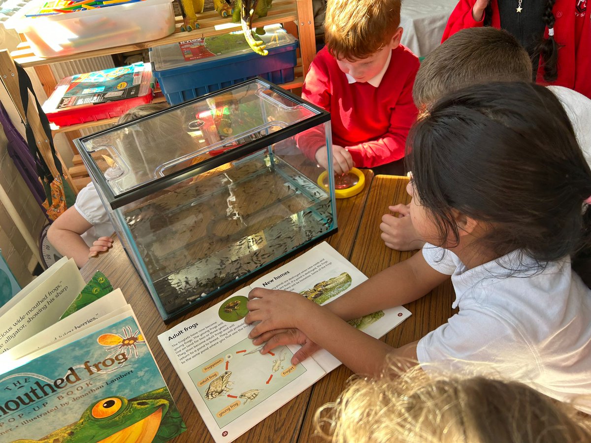 Carolside_PS's tweet image. P2a were excited to welcome some new friends to class today. They prepared the tank for the tadpoles and are learning how to look after them to help them grow. 🐸 #CPSSTEM