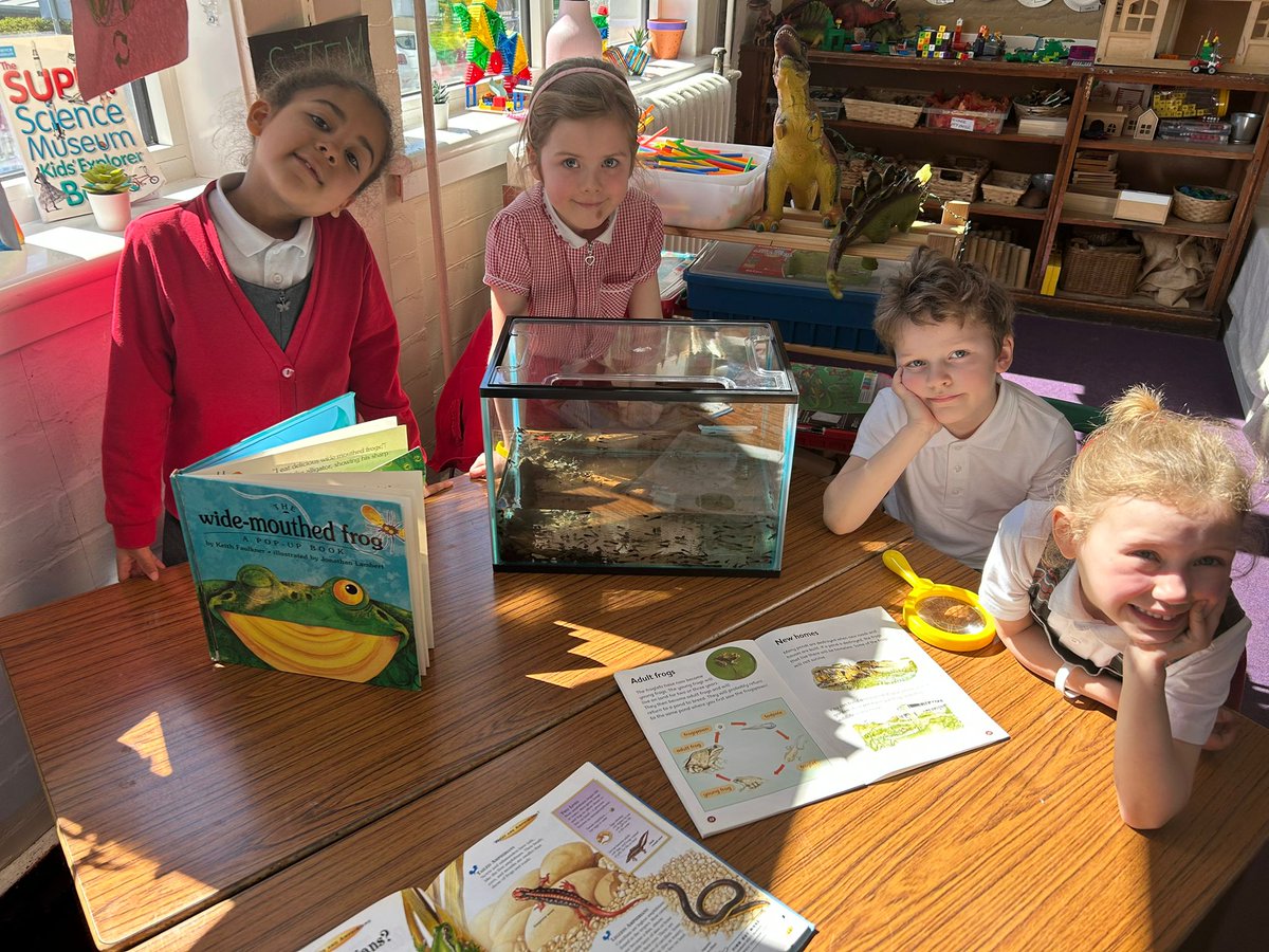 Carolside_PS's tweet image. P2a were excited to welcome some new friends to class today. They prepared the tank for the tadpoles and are learning how to look after them to help them grow. 🐸 #CPSSTEM