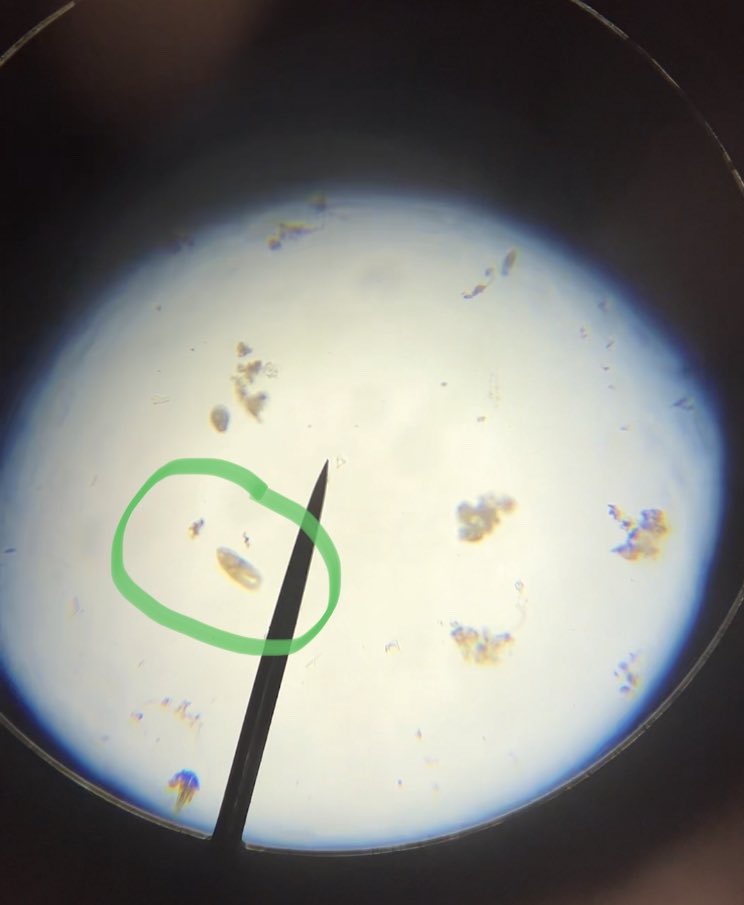 NorthScience's tweet image. Exploring the Protista Kingdom in our local waterways today in Mr. Silvestri’s Biology classes. @Mr_KCullen #mtpspride #mtpssci