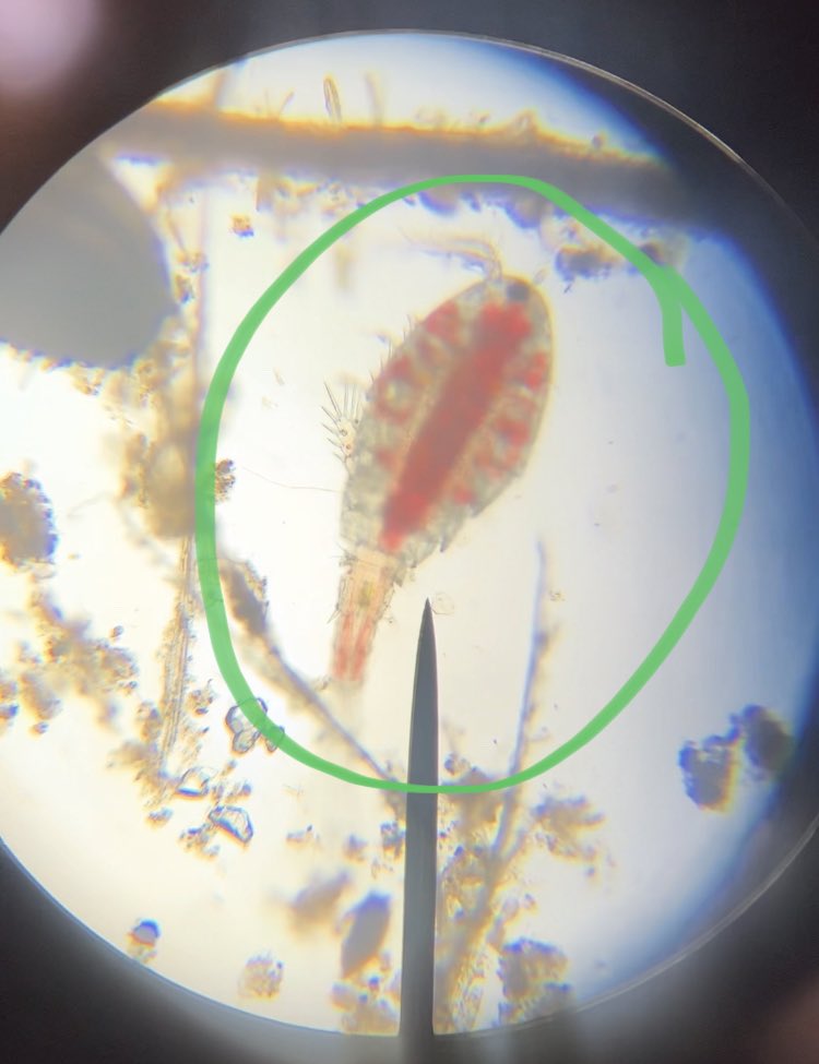 NorthScience's tweet image. Exploring the Protista Kingdom in our local waterways today in Mr. Silvestri’s Biology classes. @Mr_KCullen #mtpspride #mtpssci