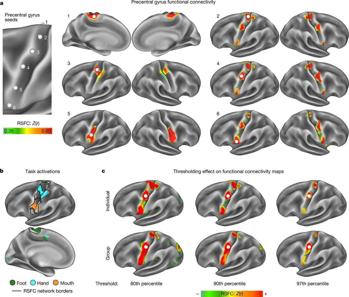 Phenomics_J's tweet photo. A somato-#cognitive action #network alternates with effector regions in #motorcortex: #Precision functional mapping of primary motor #cortex.

#human #fMRI #BRAIN #Phenomics @Nature https://t.co/MuzBVIBDvR https://t.co/YRgZ7JS4Up