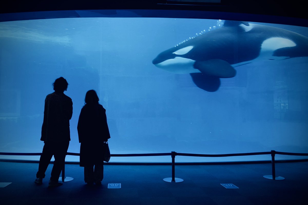 classic-mania tweet media