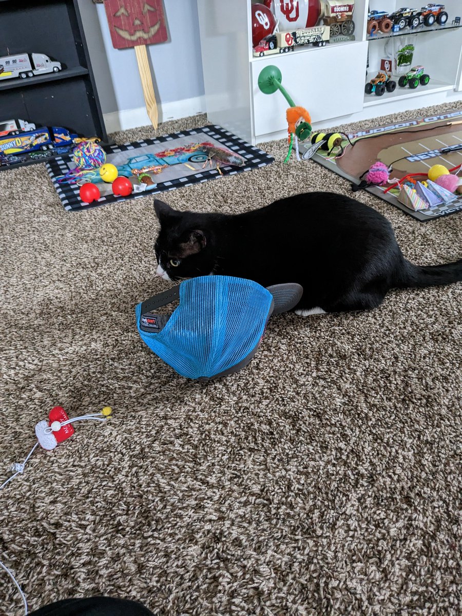 catdadboomer95's tweet photo. Ok now she owns everything she got my favorite hat ๐๐ฑ #catowned https://t.co/H4QYAxQFWZ