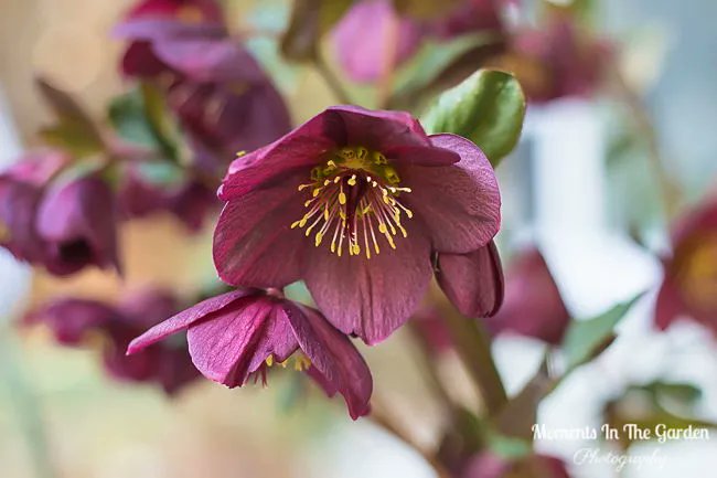 MomentsintheG's tweet photo. My daughter has quite the collection of hellebores.  #hellebores #perennial #earlyflowering #springflowering #momentsinthegardenphotography https://t.co/XM34InnQdD