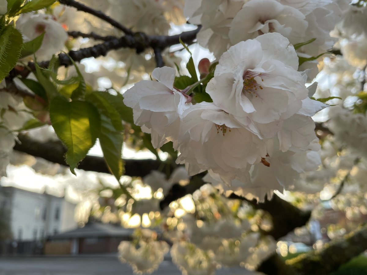 KGWphotog's tweet image. A beautiful morning in NW Portland…..and it’s not 🌧️ 😁 @KGWSunrise #cherryblossoms #PortlandOR #Spring