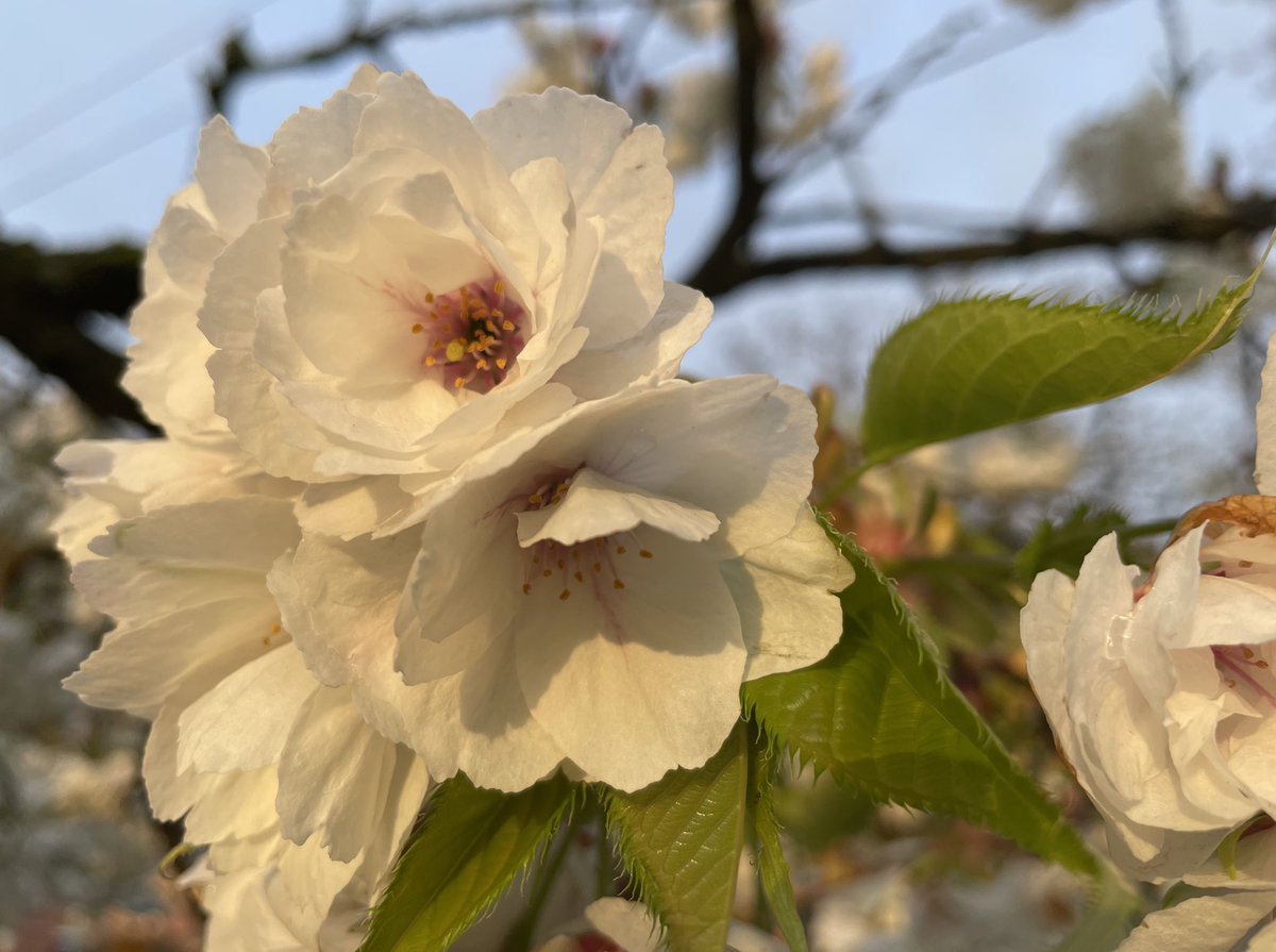 KGWphotog's tweet image. A beautiful morning in NW Portland…..and it’s not 🌧️ 😁 @KGWSunrise #cherryblossoms #PortlandOR #Spring