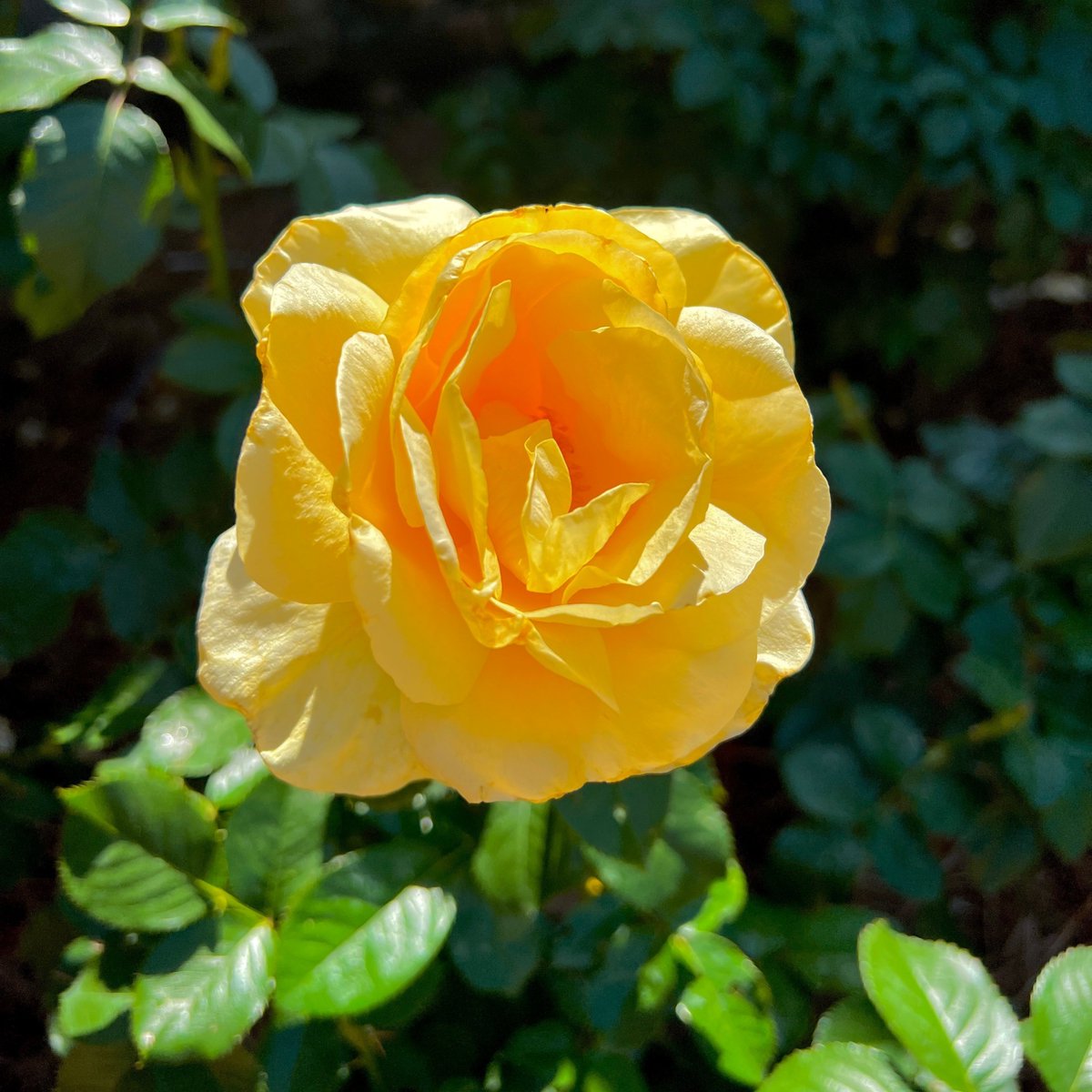 Roses are red, but Julia Child roses are yellow! 💛
#JuliaChildRoses #SunshineRoses #GardenTreasures #RoseGardenInspo #RoseBlooms
