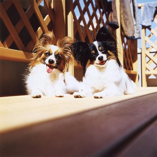 RandomDowg's tweet photo. Here's your Daily #Dog ! #Papillon #randomdowg https://t.co/6ino796S8r