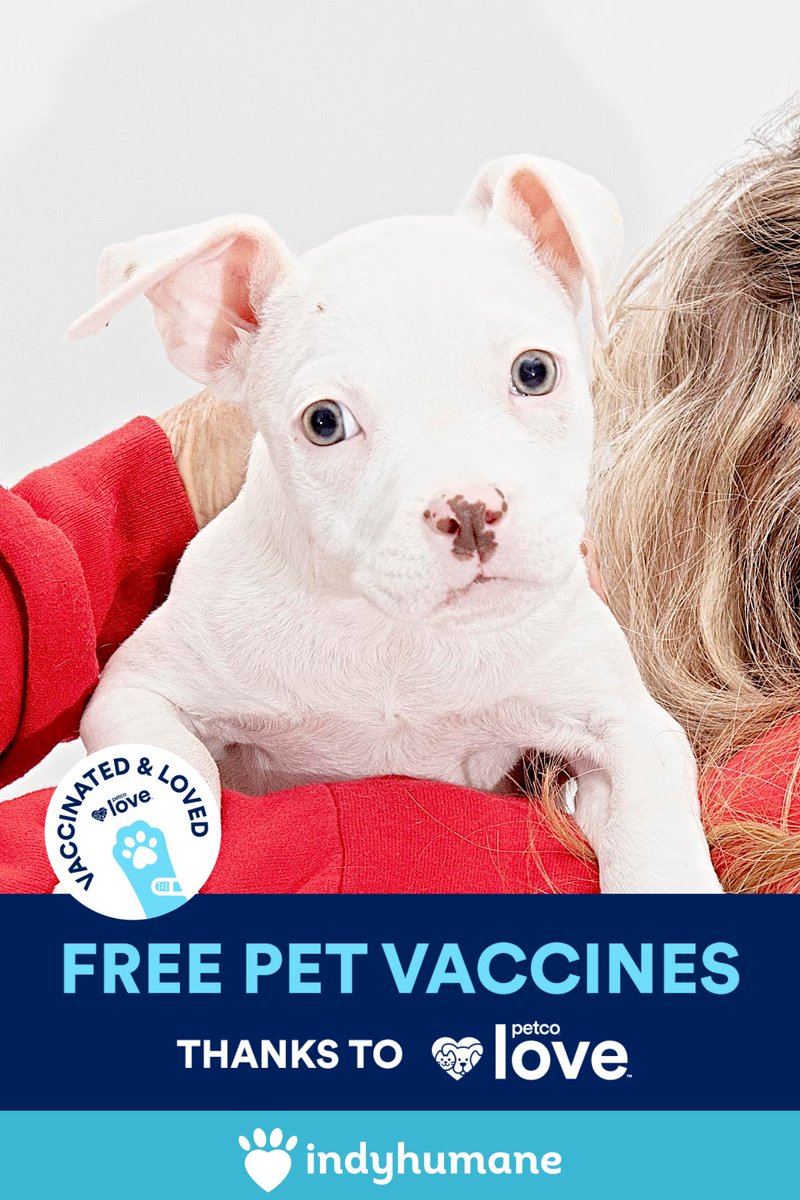 IndyHumane's tweet photo. Thanks to Petco Love, Indyhumane will be distributing free vaccines to the Indianapolis area. We know all the pets helped are going to feel #VaccinatedAndLoved ❤ 

https://t.co/C23SDTM6T5 https://t.co/Csga0cdpZN