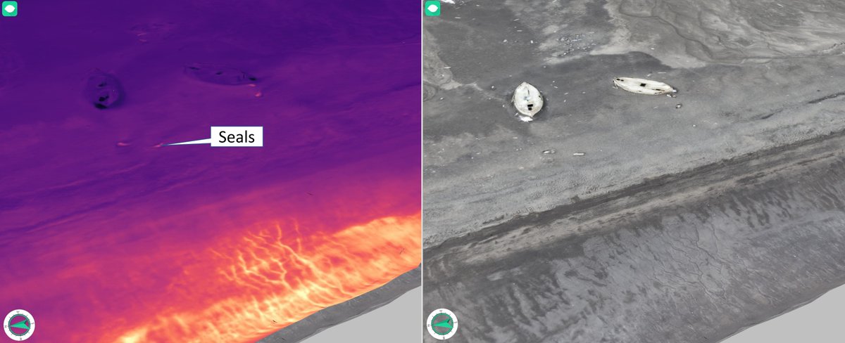 Antarctic Update! Thermal 3D model from hot springs in Whalers Bay on #DeceptionIsland. 50 deg water emerges from a spring line on the beach and runs to the sea. Surveys like this provide a baseline for volcano monitoring. With @UiB_Rotevatn