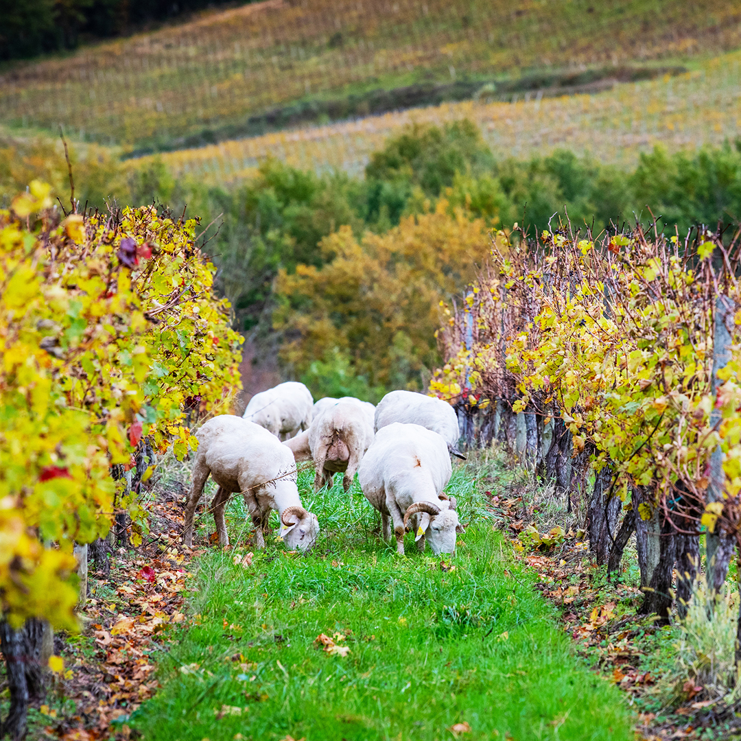 firstleafwine's tweet photo. At Firstleaf, we're passionate about preserving the beauty of wine country for generations to come. π±π We work with family-owned wineries who share our commitment to environmentally conscious practices. #FirstleafWine #SustainableFarming #WineCountry https://t.co/vIF9w885Y4 https://t.co/TTBWBrrifR