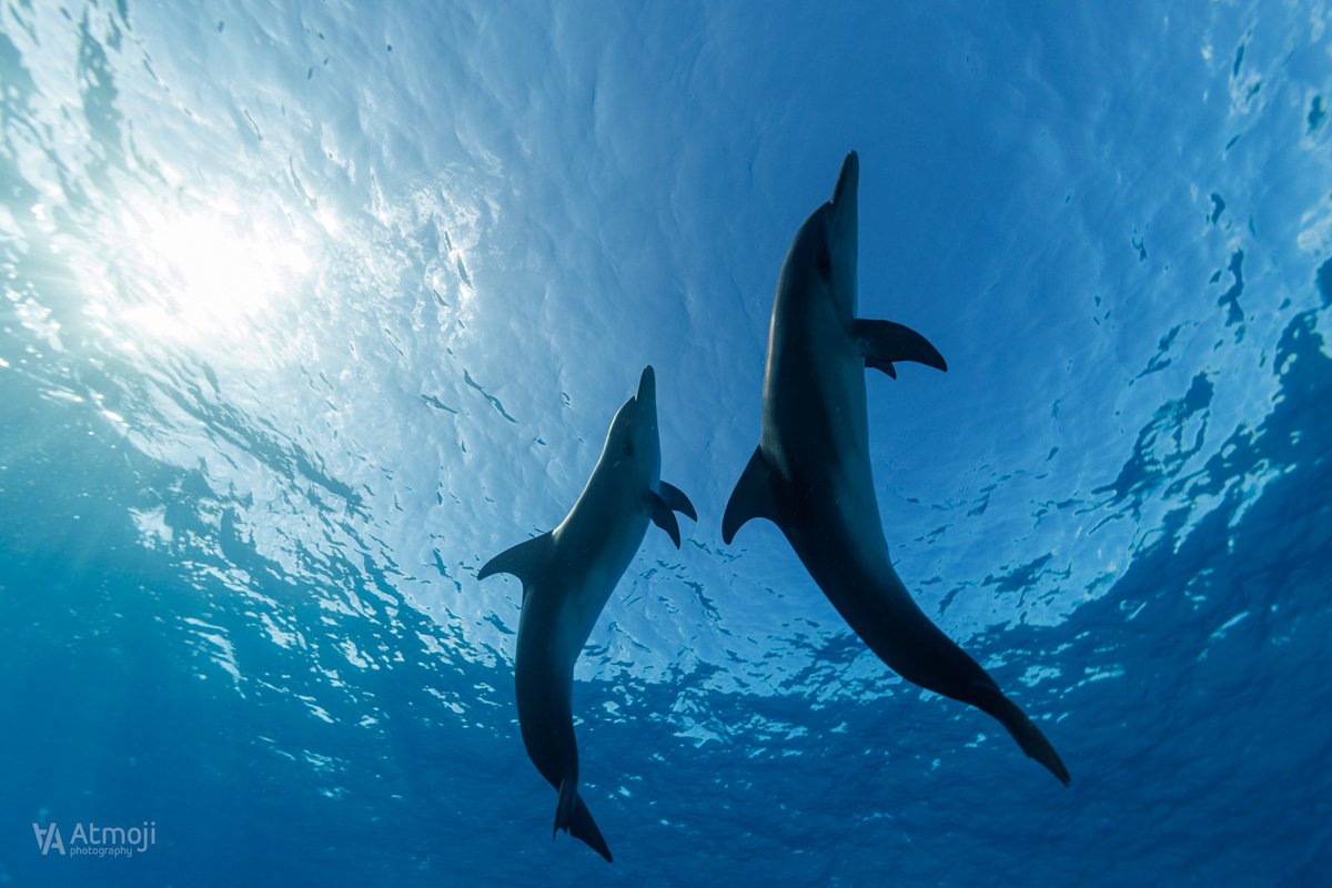 WildQuestBimini's tweet photo. FIRST SWIMS of the season!! 💙🐬💙
The dolphins gave us the most beautiful welcome home here in #Bimini #Bahamas
It's going to be a fin-tastic season, we can't wait to welcome you!! https://t.co/so4PJqoE2J
#WildQuest #wildlifephotography https://t.co/CcWRSgTf8P