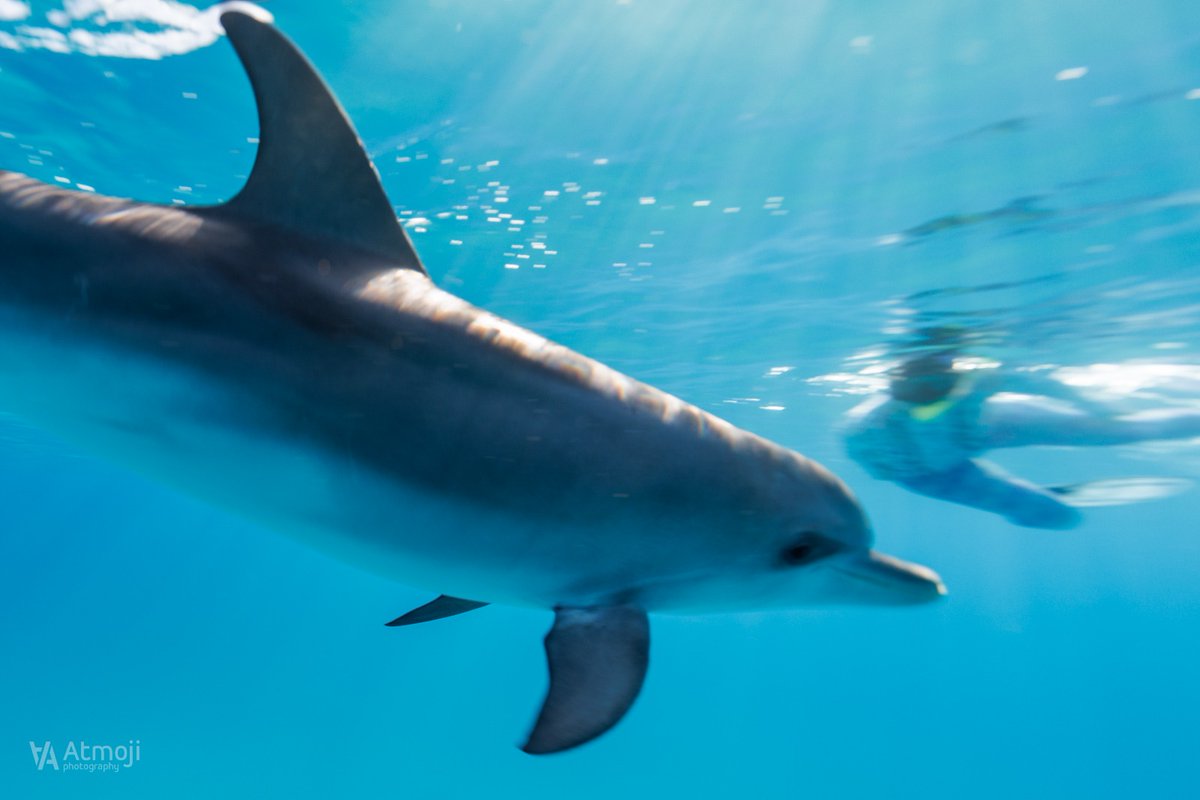 WildQuestBimini's tweet photo. FIRST SWIMS of the season!! 💙🐬💙
The dolphins gave us the most beautiful welcome home here in #Bimini #Bahamas
It's going to be a fin-tastic season, we can't wait to welcome you!! https://t.co/so4PJqoE2J
#WildQuest #wildlifephotography https://t.co/CcWRSgTf8P