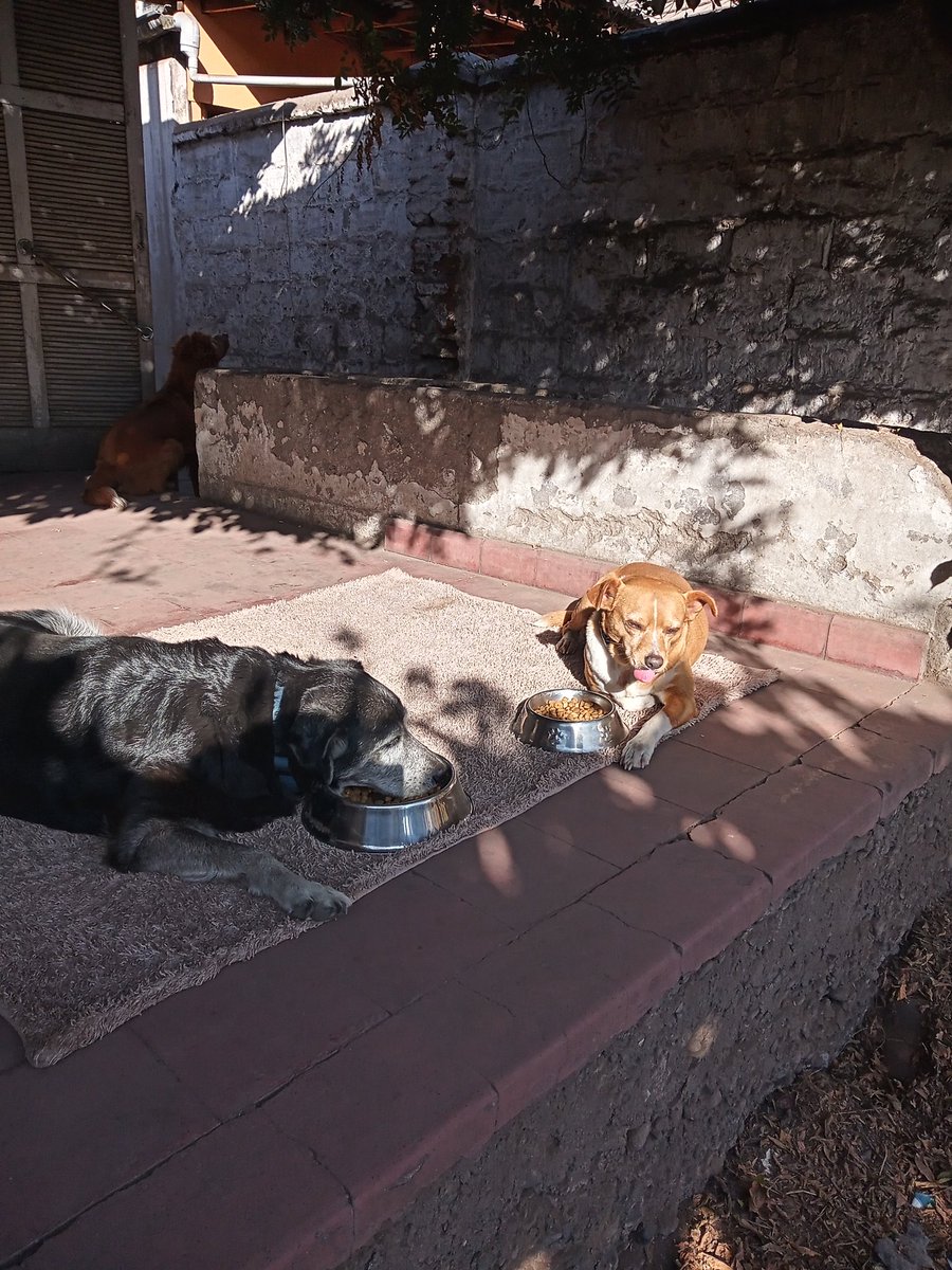 Fundacion_CIMA's tweet photo. Muy buen dia Amiguit@s. Les mandamos muuuchos perriabrazos 🤗🤗🤗 y Amor perrunito 💝💝💝cargado de buena energía🙏🙏🙏mientras hacemos la Desayunacion
No olviden  #Ayudar #Difundir y #Adoptar 3  palabras que pueden #SalvarUnaVida recuerden  #JuntosPodemos y #AyudarNosHaceBien 💪 https://t.co/YiyYuTE2hf