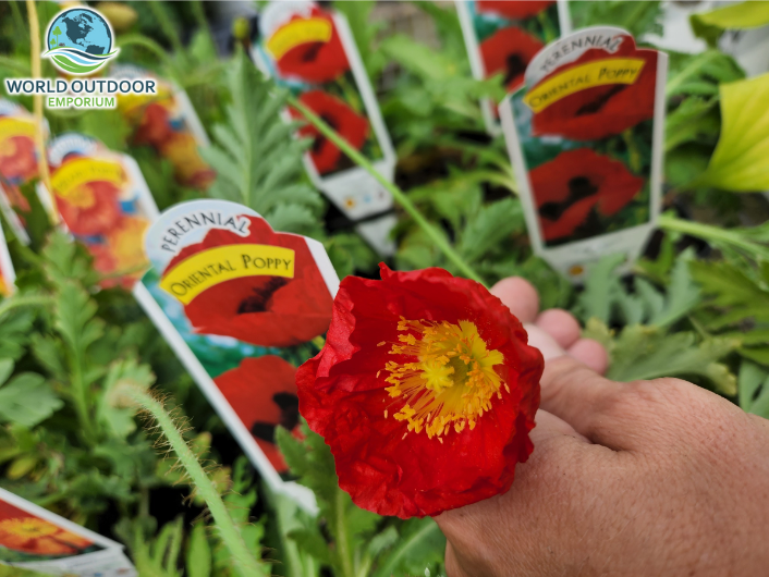 WorldOutdoorSTC's tweet image. Spring into 🌱🌿planting! We have a large inventory -- growing weekly in our greenhouse -- of plants, shrubs, trees, flowers, and more, to bring the freshness of nature to your door! #OutdoorDIY #GardenSupplies #Plants #Shrubs WOE.rocks
