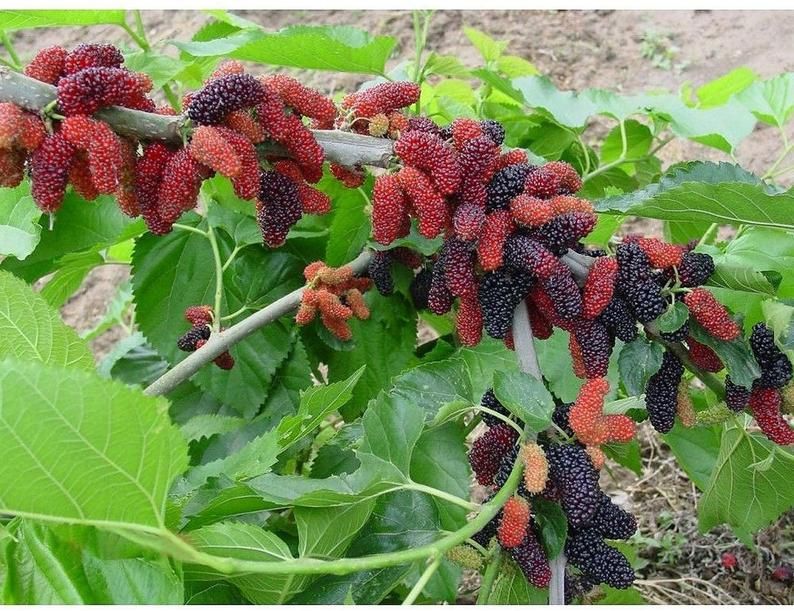 demi_farm's tweet photo. What do you call these berries in your language? https://t.co/6H1BIpkBeF
