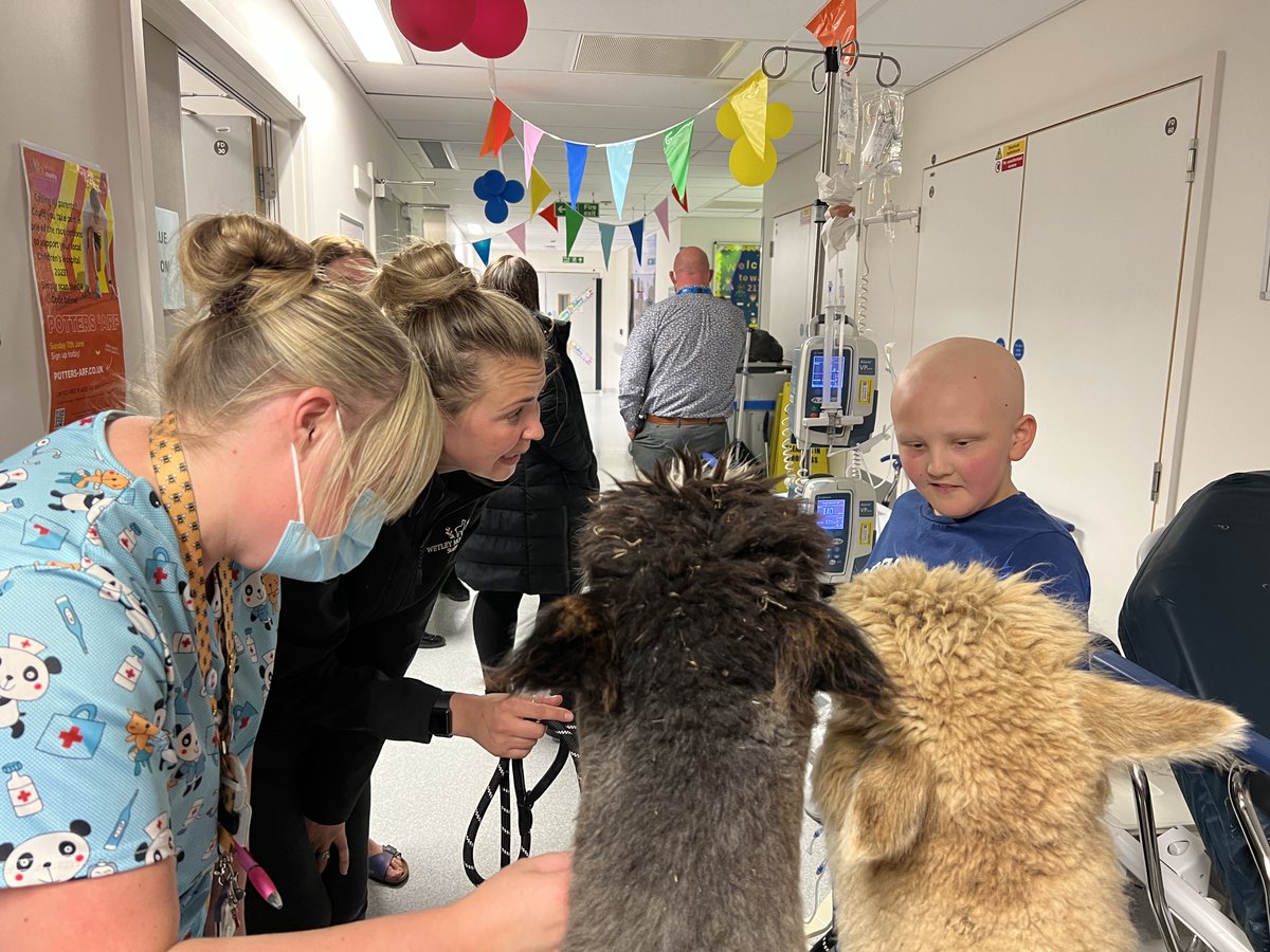 UHNMCharity's tweet photo. A huge thank you to @WMAlpacas for joining in the @StaffsChildrens third birthday celebrations! 🦙🎈🥳

Teddy and Panda had a brilliant time bringing smiles to the faces of patients, their families and staff as they toured the hospital this lunchtime! ✨🏥

@UHNM_NHS 💙 https://t.co/IKTHpDvVYS