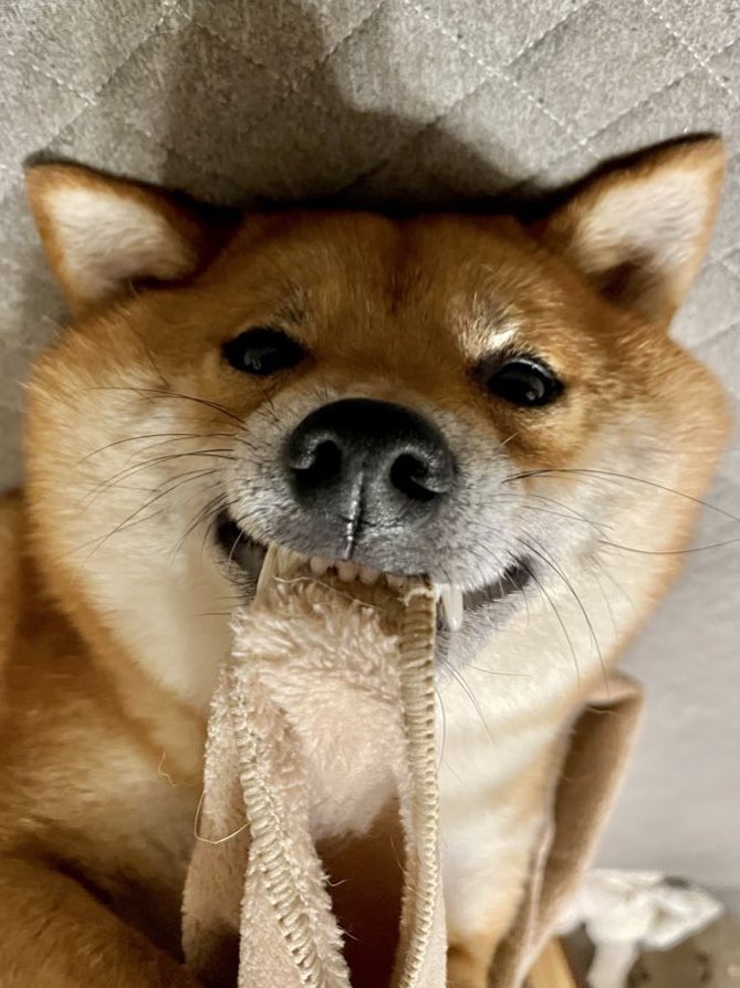 tarron_marron's tweet image. さっき撮った写真回転したら笑ってた

#柴犬 #笑顔 #ニッ