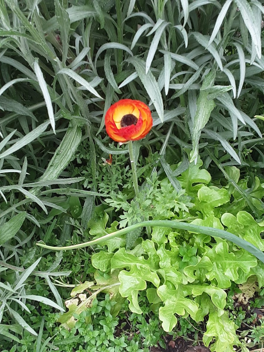 annette_wagoner's tweet photo. This last fall I ordered some new bulbs to put in my south facing garden bed. I thought ranuculus were beautiful and wondered if I could grow them here. 

Only one plant survived the winter, but look at how beautiful she is. 

#flowers  #ranuculus https://t.co/1zT3nafio2