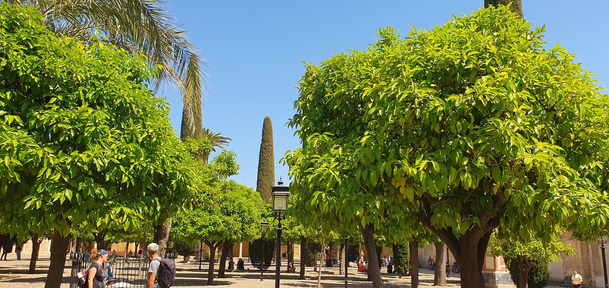 JDieuzaidePech's tweet photo. Los jardines de la Mezquita #pechgranada https://t.co/0q33yy66xz