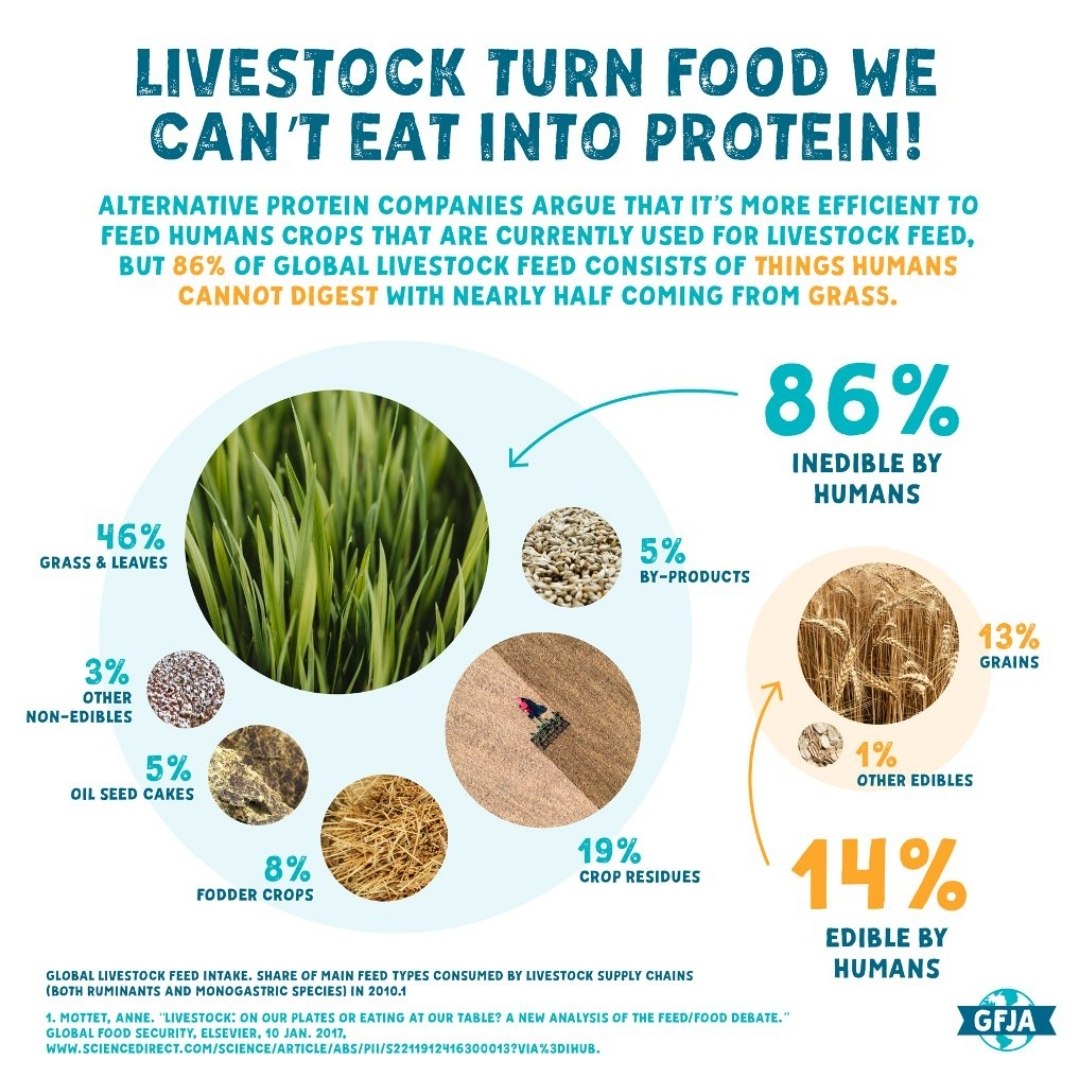 Globalfoodjust1's tweet photo. Ruminant animals like cattle are not competing for land, they are converting inputs that cannot be used by humans to nutritious food and playing vital ecological roles. https://t.co/Hq6jq8hwhV