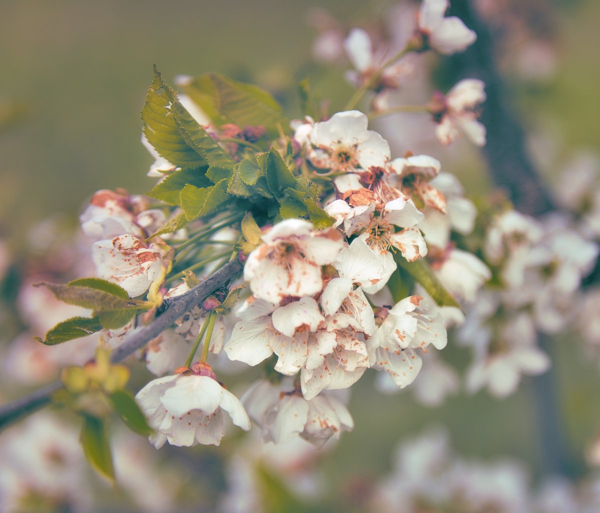 #blooddrainerphotography #photography #bulgaria #photooftheday #nature #spring #macro #blossom #tree #leaves

Personal website: photography.blooddrainer.net
Patreon: patreon.com/antonatanasov
Instagram: instagram.com/blooddrainera/
Flickr: flickr.com/photos/blooddr…