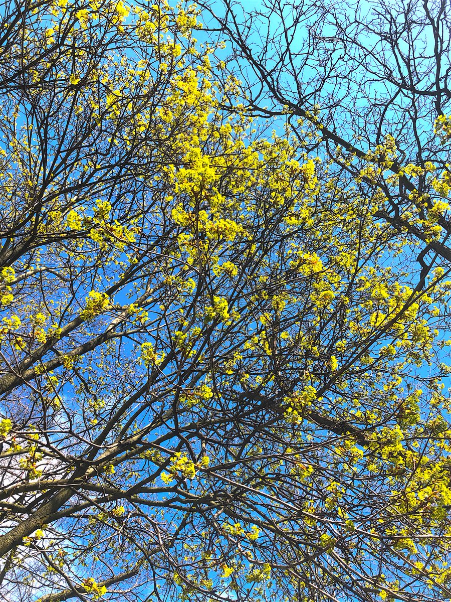 #haiku

meanwhile a billion
successful green launches -
a sky of bud bursts

alf  4.20.23
______________
Space X
Tkaronto/Toronto, ON