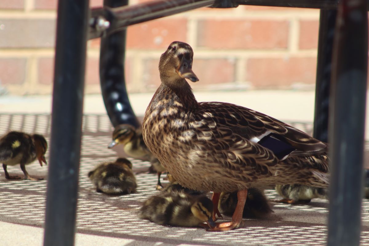 Yesterday, our newest Patriots hatched and waddled off to their home in Claude Moore Park.  Such a unique real-world experience for our students. @LoudounPRCS
