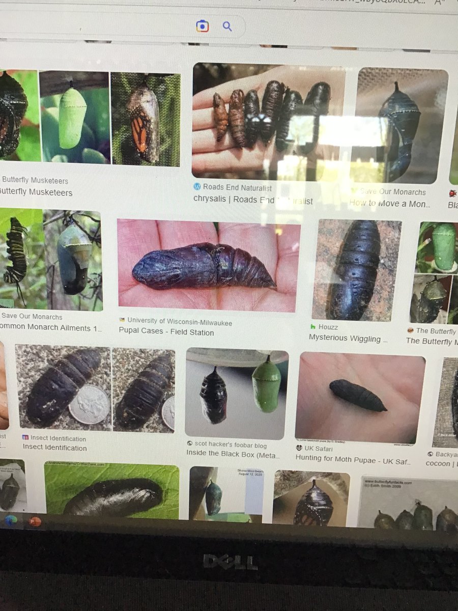 Mrs Young tweet media