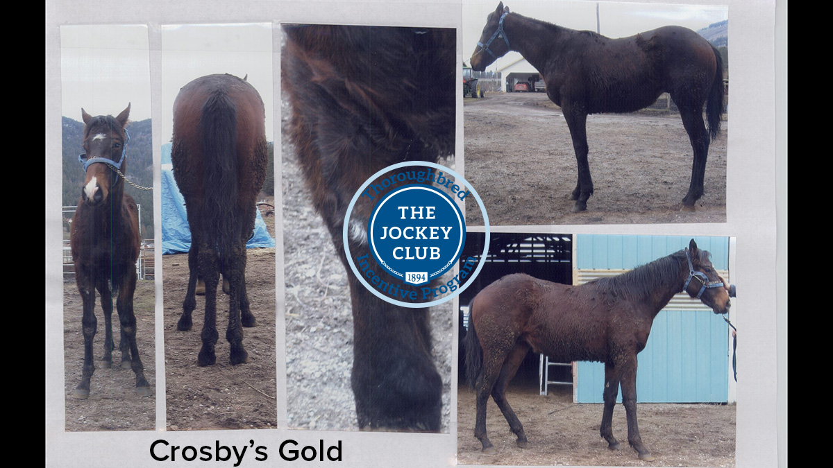 jockeyclub's tweet photo. Crosby’s Gold, one of the registered #OTTB entered in the 4* @KyThreeDayEvent, must have enjoyed a good roll before posing for his TJC registration photos! He had 7 starts, 1 first, 2 thirds. Learn more about TJC’s T.I.P: https://t.co/eHxczs7xIH. #BestWeekendAllYear #useventing https://t.co/pajEWax6LG