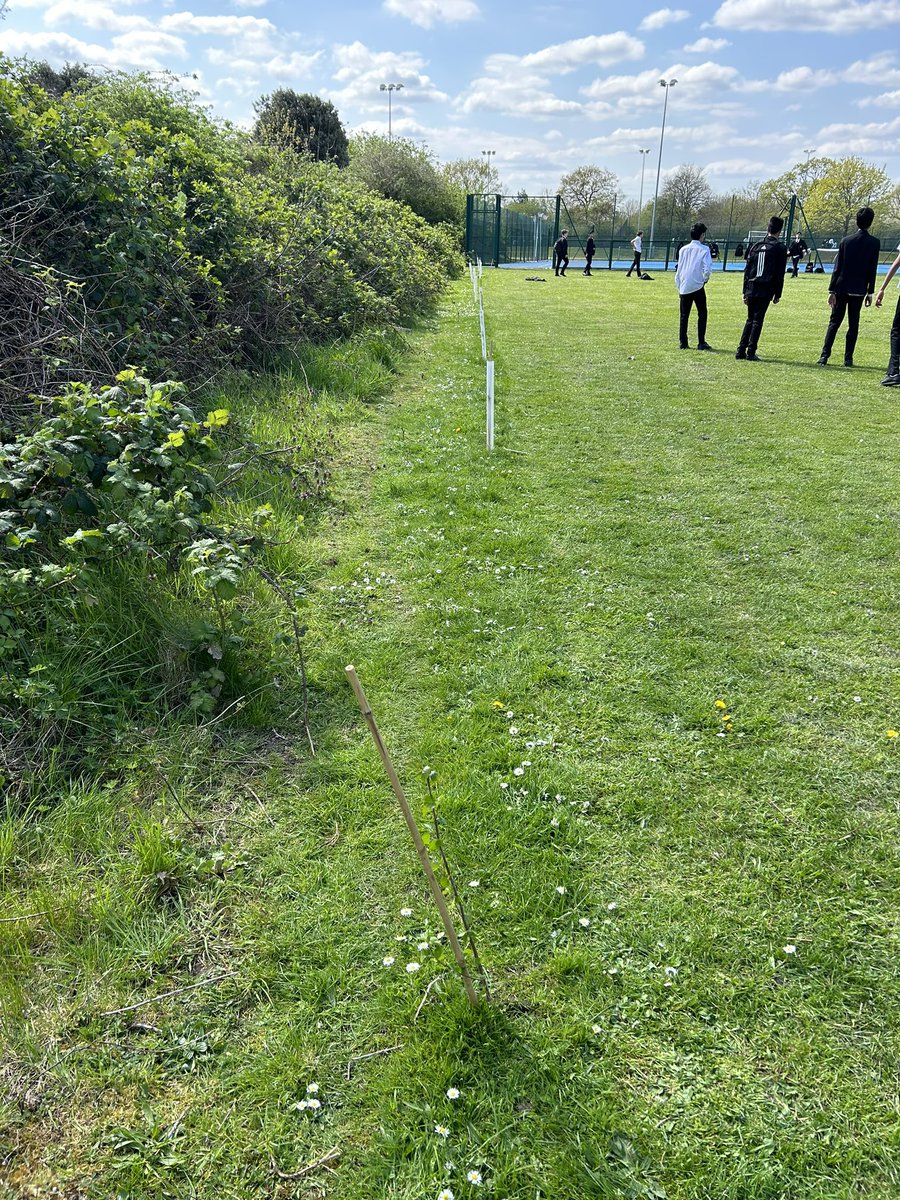 We have finally been able to plant our FREE #IDigTrees in school thanks to the grounds team. These tress will provide shelter from the sun and encourage an abundance of insects and birds to support outdoor learning. Our starter trees are growing well only after 2 weeks