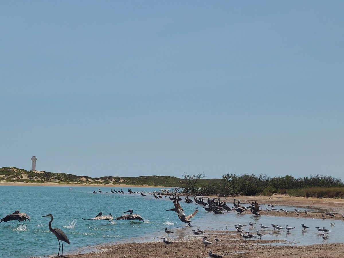 VocesUnidasRGV's tweet photo. Let's have a moment of silence for the animal and plant relatives who passed as a result of Space X. Let's also hold space for the Carrizo-Comecrudo Tribe of Texas' ancestors, who cared for Boca Chica Beach, as their living members continue to do so today.  
#BocaChicaBeach https://t.co/my8TN241ds