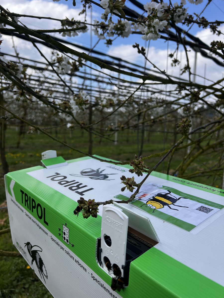 Copasfarmspyo's tweet image. #bumblebees #cherryblossom #Iver