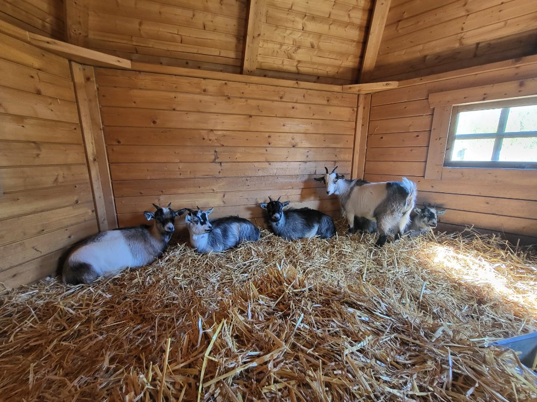 walledgardenmo's tweet photo. So happy to introduce the new members of our family, They cant wait to start meeting everyone. https://t.co/xsD9xW4PJZ