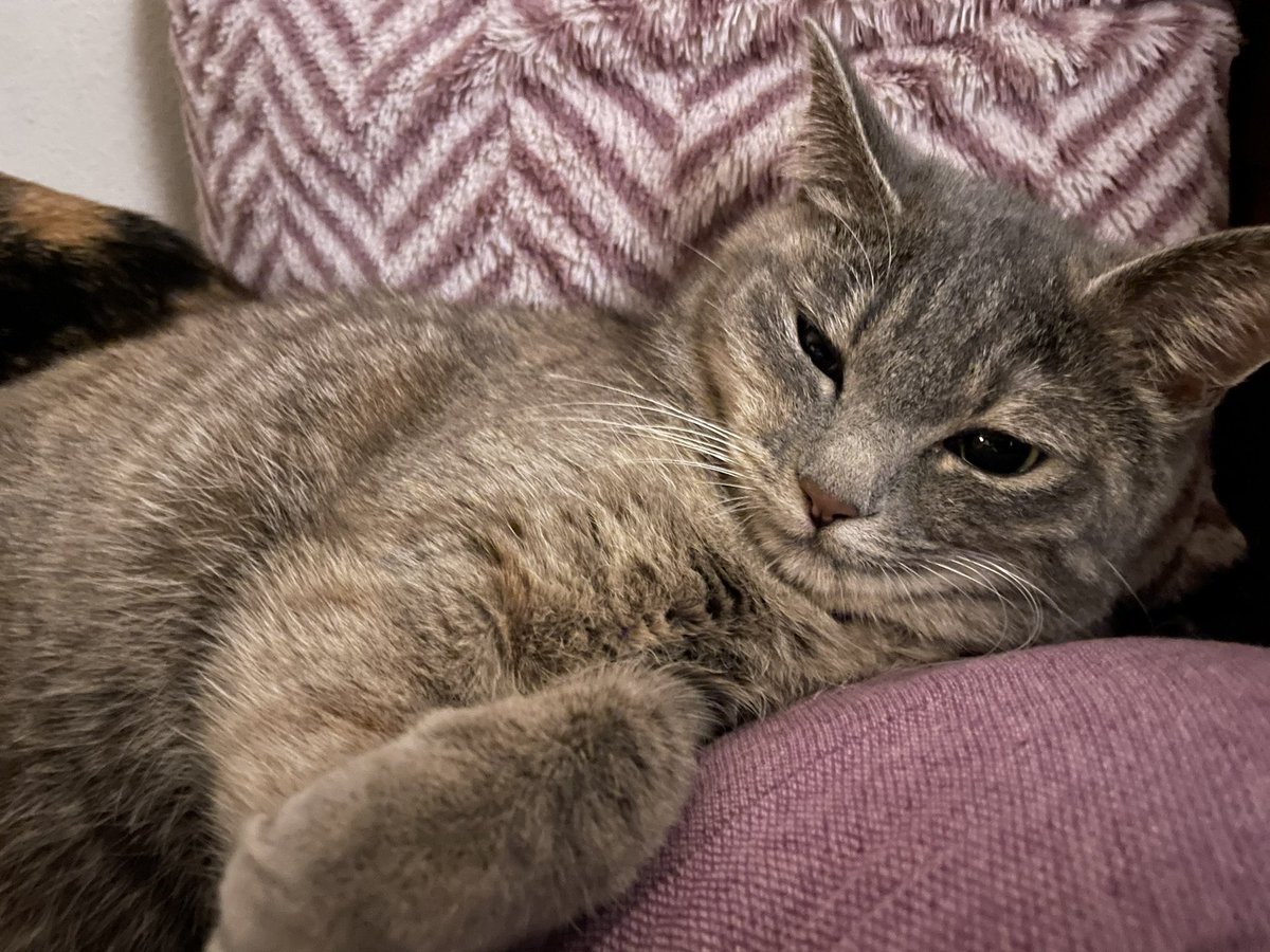 KikisSuper's tweet photo. #CatsOfTwitter #CatsLover 
今日は添い寝してくれるらしい。 https://t.co/YVm0g16BA9