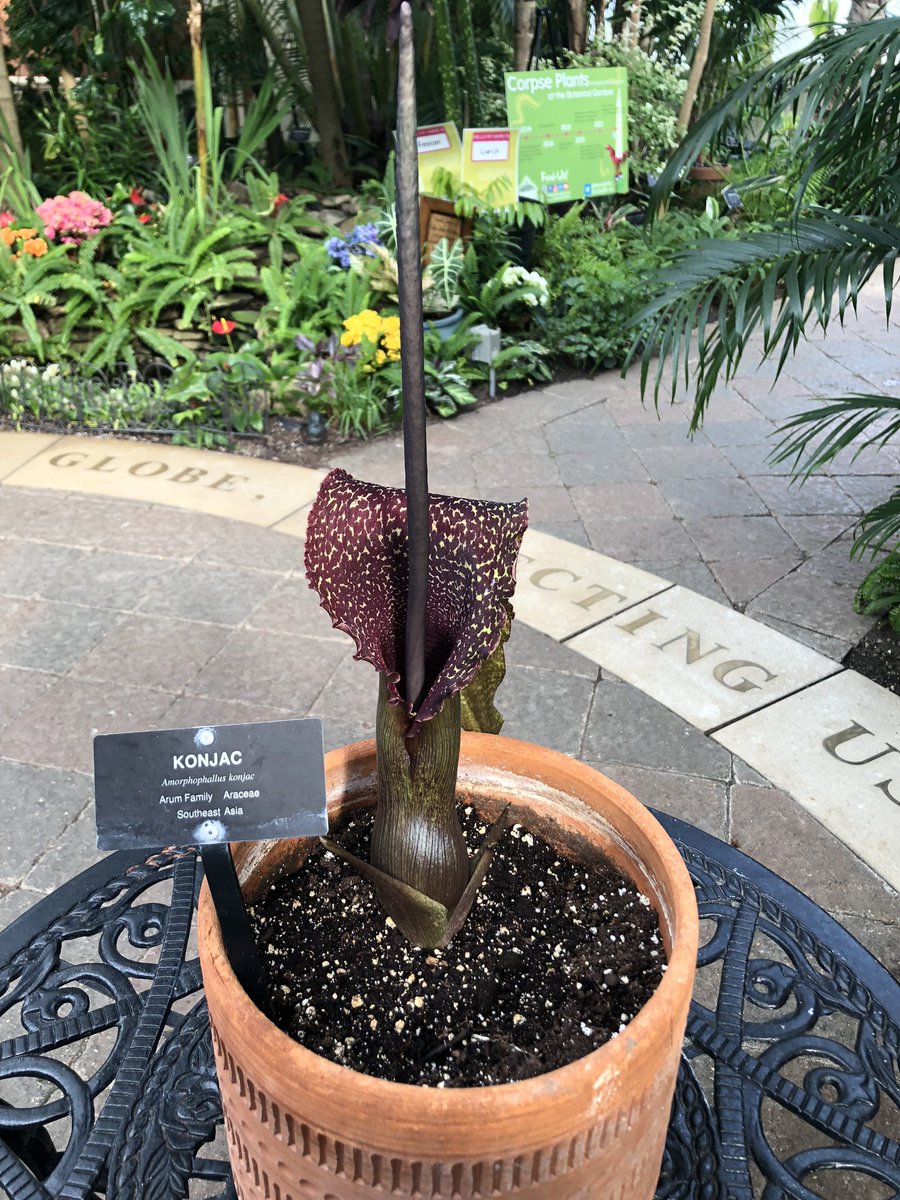 BuffaloGardens's tweet photo. Meet Amorphophallus #konjac! This smaller relative to the #CorpsePlant still packs a stinky punch. The flower will only last a few days before fading and the plant returns to a period of dormancy. You can find this smaller stinky friend on display in our Palm Dome right now! 🤢 https://t.co/oP16XGbazz