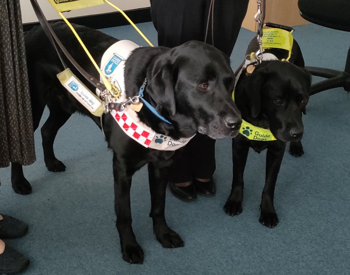 Did you know..... If an <a href="/guidedogs/">Guide Dogs</a> harness has red and white checks it means that the user has hearing as well as sight loss. Thank you to our fantastic colleagues <a href="/TeamQEH/">The QEH King's Lynn</a> for joining us at our sensory impairment training session.
