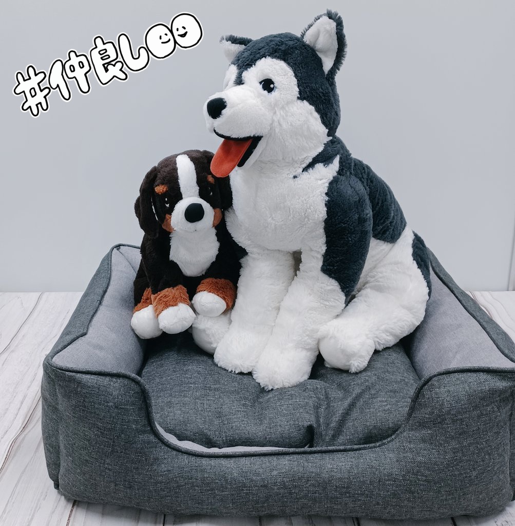 adorablepets_OS's tweet photo. サイズ感が分かりにくいんですが、IK○Aさんの大きいわんこぬいぐるみが乗れちゃう大きさのベッドも頑張って持ってきて販売します～🚩
このベッド実は機能が…文字数…
#ペットベッド #夏用 #犬のいる暮らし #猫のいる暮らし #おいでよファミーセール #adolabo #Lサイズ #わんにゃん  #大阪 #堺筋本町 https://t.co/UVmM7ykhDp