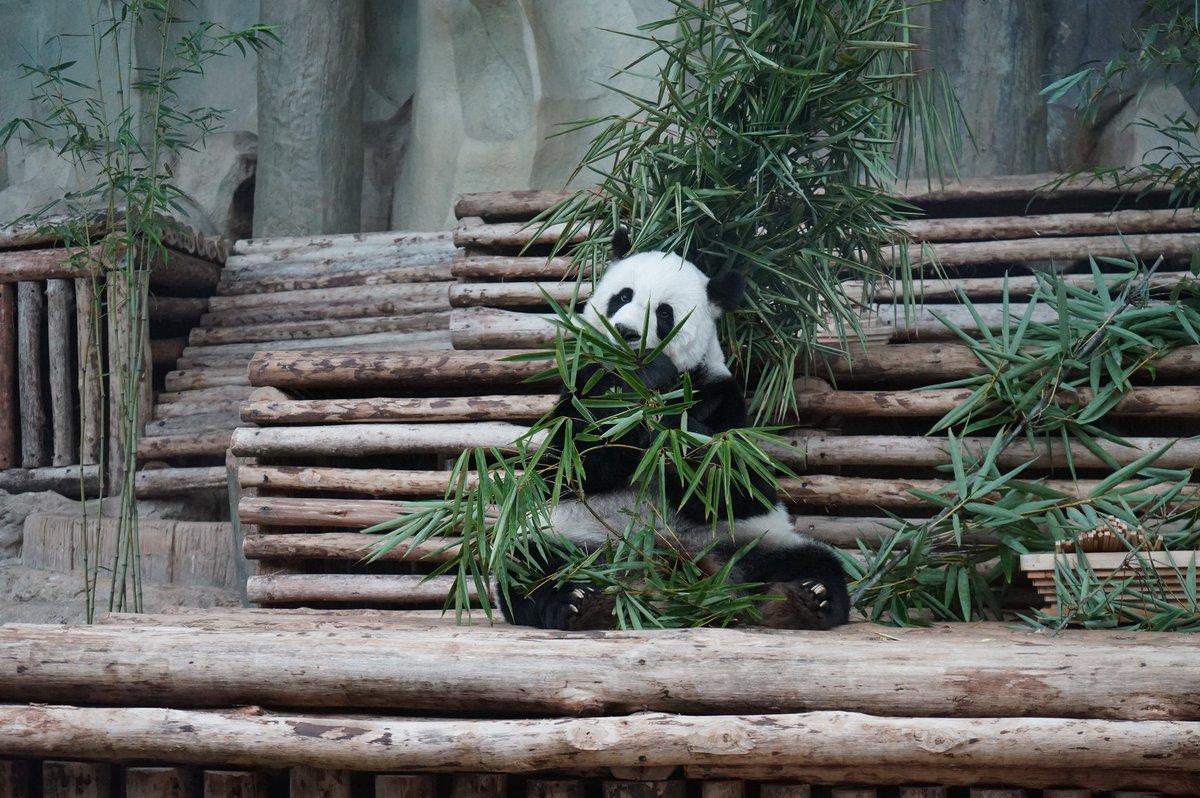 pandas_fr's tweet photo. 🐼🇹🇭 La femelle #LinHui est morte soudainement au zoo de #Chiangmai, laissant le zoo thaïlandais sans #panda ⤵️
https://t.co/c6Zl2N9LtJ https://t.co/o5zHjko0cg