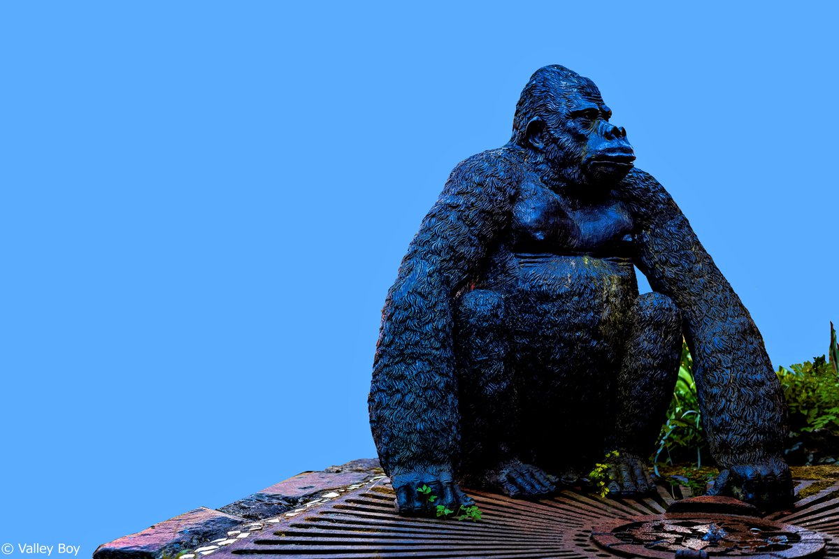 BJRoberts's tweet photo. Renewed old friendships with Guy the Gorilla at Betws-y-Coed's Station Complex today, though he's not native to the village. @Ruth_ITV @ItsYourWales @northwaleslive @northwalescom @AllThingsCymru @OurWelshLife @NWalesSocial #Eryri #BetwsyCoed #StationComplex #GuytheGorilla #Wales https://t.co/9ixCjJNHYF