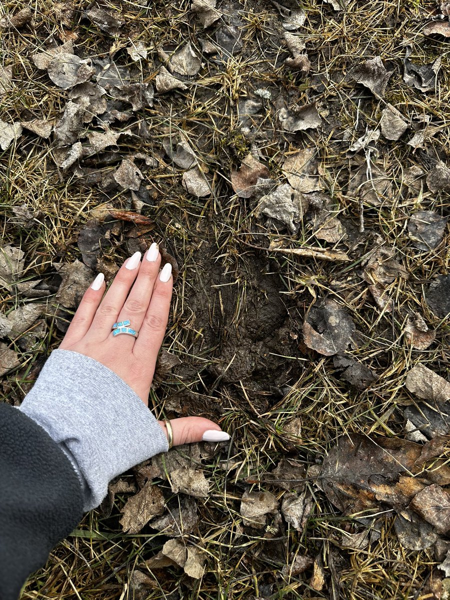 Tanner_B8's tweet photo. Moose tracks are just the best 😍 the size of their tracks will always amaze me - I love you moose 🫶 #moose #tracking #Canada https://t.co/TkiEJuCF9h