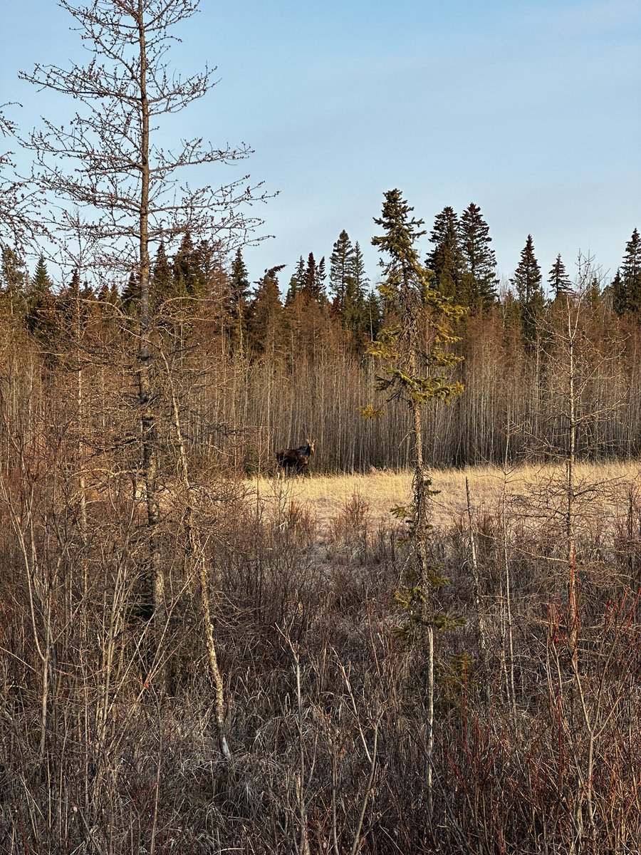 Tanner_B8's tweet photo. Moose tracks are just the best 😍 the size of their tracks will always amaze me - I love you moose 🫶 #moose #tracking #Canada https://t.co/TkiEJuCF9h