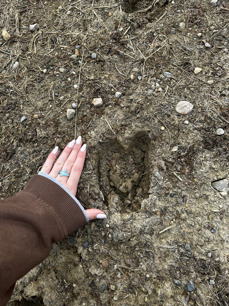 Tanner_B8's tweet photo. Moose tracks are just the best 😍 the size of their tracks will always amaze me - I love you moose 🫶 #moose #tracking #Canada https://t.co/TkiEJuCF9h