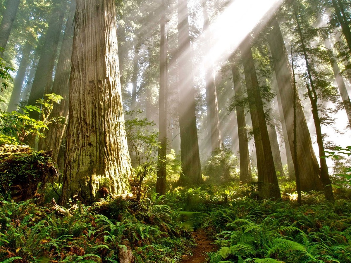BREAKING: <a href="/forestservice/">USDA Forest Service</a> has proposed a rulemaking process that could permanently protect 175,000+ square miles of old-growth and mature forests on federal lands 🌲

Covering an area larger than California, this could be the largest forest protection policy since 2001! #EarthWeek