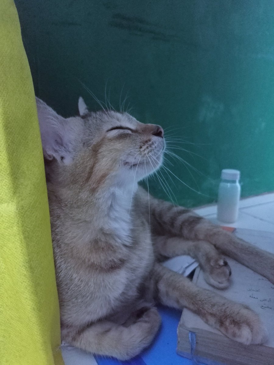 Rzaf_29's tweet photo. @kochengfs gaya merenung ,wkwk https://t.co/404a1plVvJ