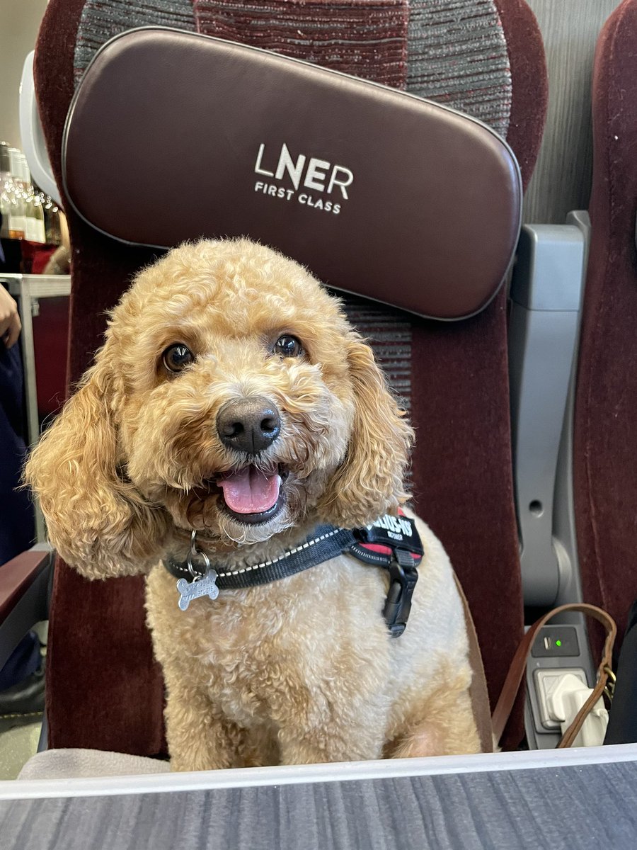 Living my best life on the train back from London in first class with my new pal Hayley. 11/10 💕🐕🐾🦴<a href="/LNER/">London North Eastern Railway</a>